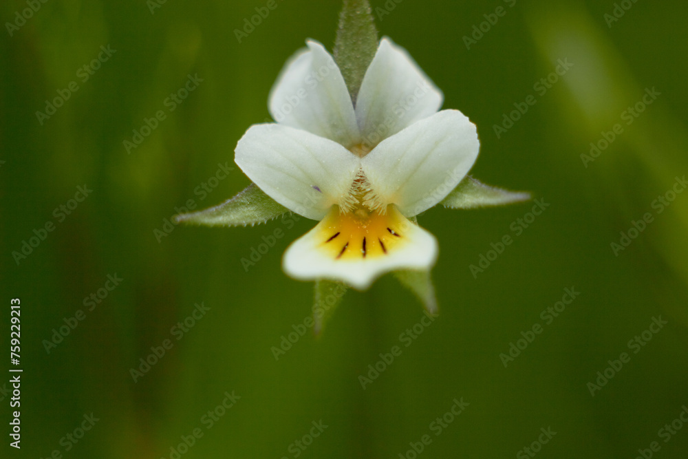Field viola (Viola arvensis) blooms on green grass. Close-up.
Field viola (Viola arvensis) blooms on green grass. Close-up.