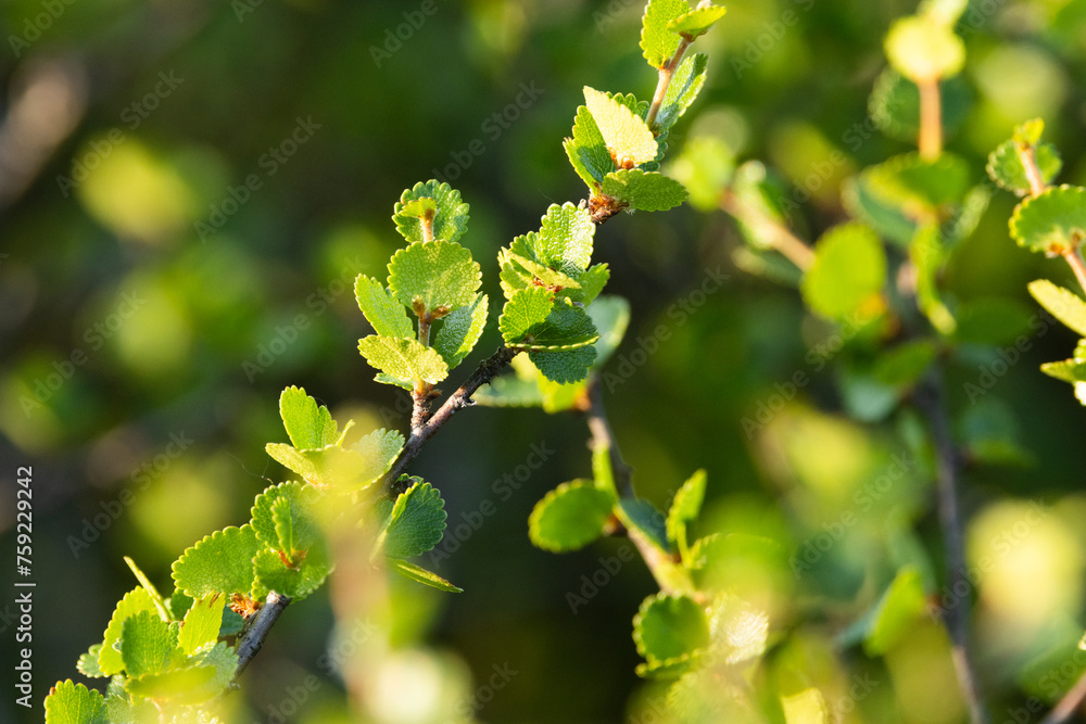 Closeup of small and fresh Dwarf birch leaves on a summer evening in Riisitunturi National Park, Northern Finland Closeup of small and fresh Dwarf birch leaves on a summer evening in Riisitunturi National Park, Northern Finland