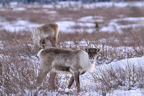 Caribou grazing in a snowy field in Interior Alaska. (Rangifer tarandus granti)