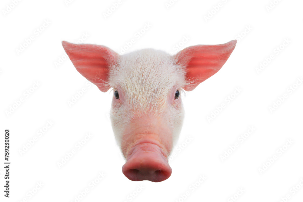 Fototapeta premium Portrait of a piglet isolated on a white background