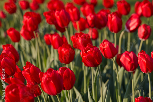 Beautiful red tulip flowers in sunny day in city park