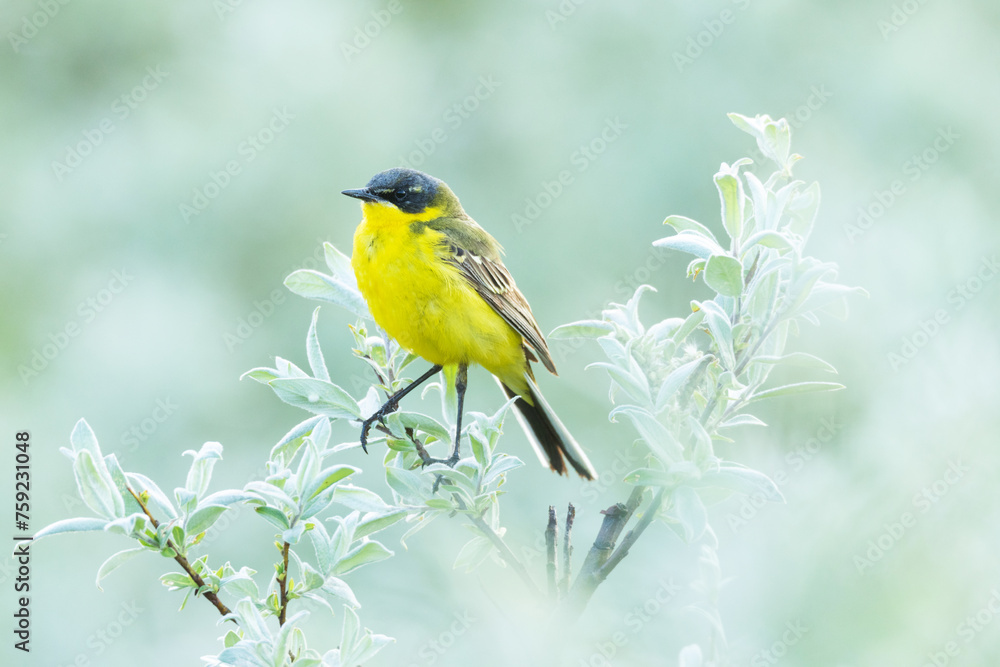 Obraz premium Close-up of a Yellow wagtail perched in the middle of Willow bushes on a summer evening on a wet meadow in Riisitunturi National Park, Northern Finland 