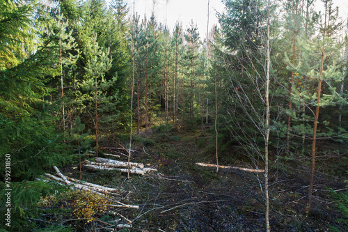 Small piles of wood after first commercial thinning in a young mixed forest in rural Estonia, Northern Europe photo