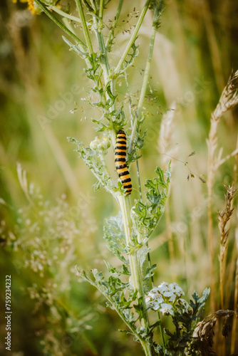 Raupe des Nachtfalters Jakobskrautbär (Tyria jacobaeae) auf einem Stengel Jakobs-Greiskraut (Senecio jacobaea)