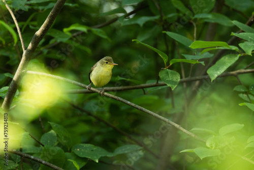 A small Icterine warbler perching in the middle of lush environment in a deciduous forest in rural Estonia, Northern Europe photo