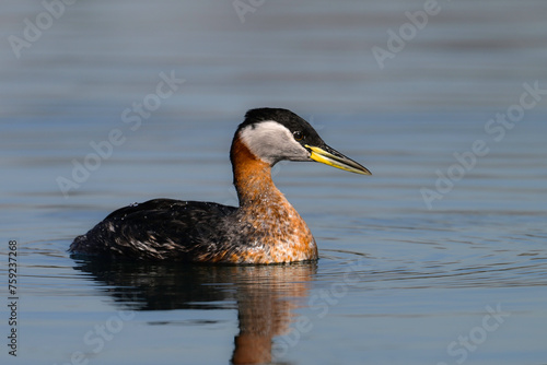 Red-necked Grebe duck bird floating alone on a calm lake and looking around