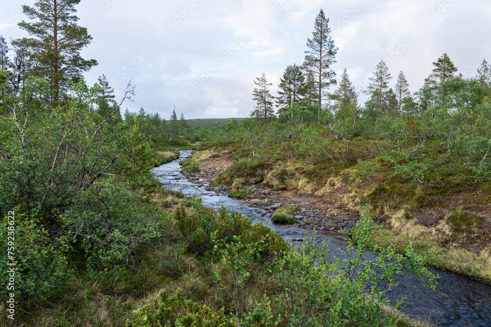 A small and shallow creek in the middle of lush vegetation on a summer evening in Urho Kekkonen National Park, Northern Finland A small and shallow creek in the middle of lush vegetation on a summer evening in Urho Kekkonen National Park, Northern Finland