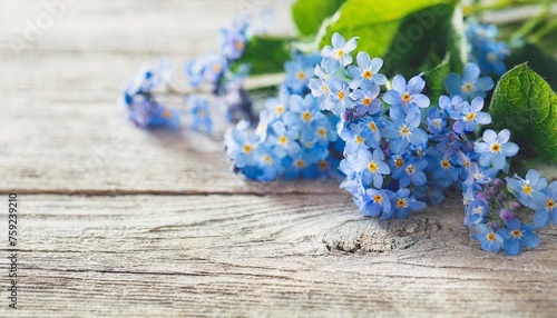 rustic spring light background with forget me not flowers