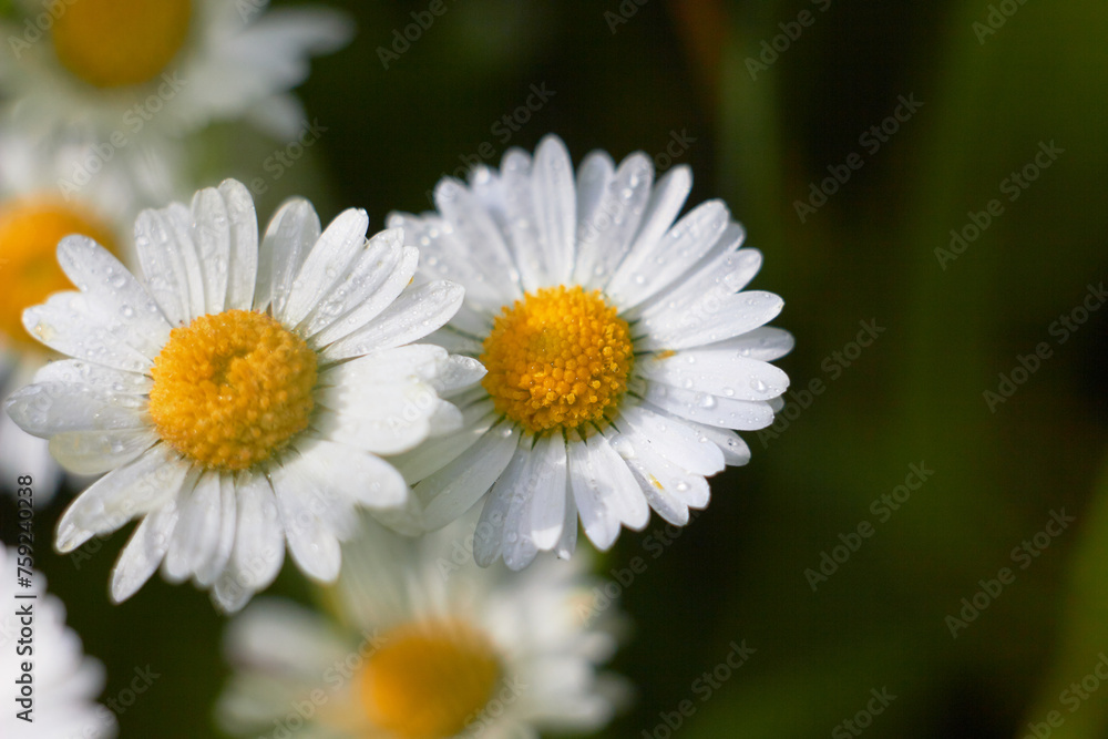 Spring and summer chamomile flowers. Daisies or Bellis perennis. Beauty of nature. Spring, youth, growth concept.
Spring and summer chamomile flowers. Daisies or Bellis perennis. Beauty of nature. Spring, youth, growth concept.
