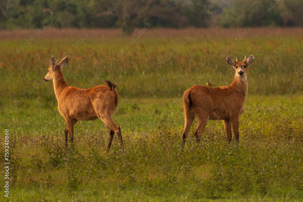 Obraz premium two juvenile Marsh Deer, Swamp Deer, Blastocerus dichotomus in the wild in simmetrical position with green background