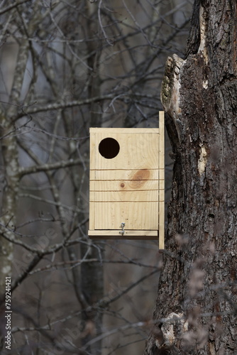 Homemade Eastern gray squirrel (Sciurus carolinensis) nesting box mounted on a dead tree during spring. 