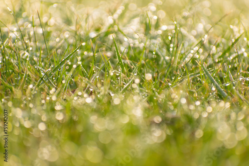 leaves of grass at the morning with little water rops, dew
