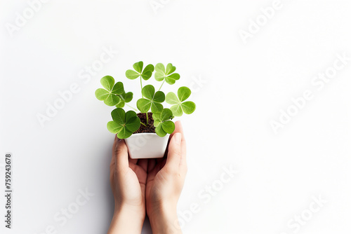 Hands holding a white pot with growing clover plants isolated on white background © Hype2Art