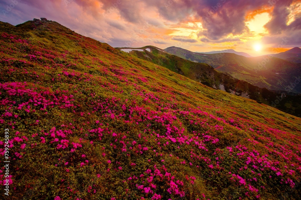 Fototapeta premium blooming pink rhododendron flowers, amazing panoramic nature scenery, Europe 