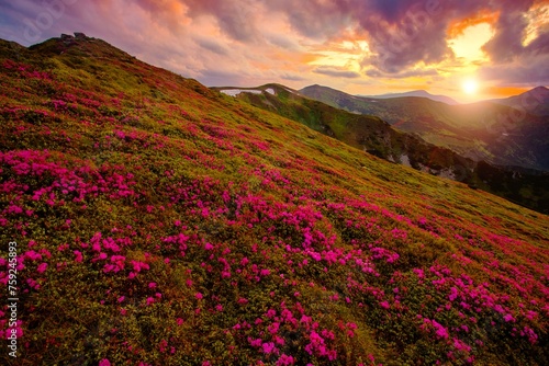 blooming pink rhododendron flowers, amazing panoramic nature scenery, Europe 