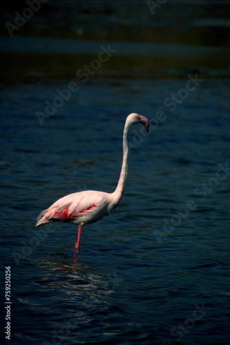 pink flamingo in water. pink flamingo (Phoenicopterus ruber), Stintino, Sardinia, Italy. (Greater) Flamingo. Italy