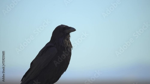 Close up Raven 
