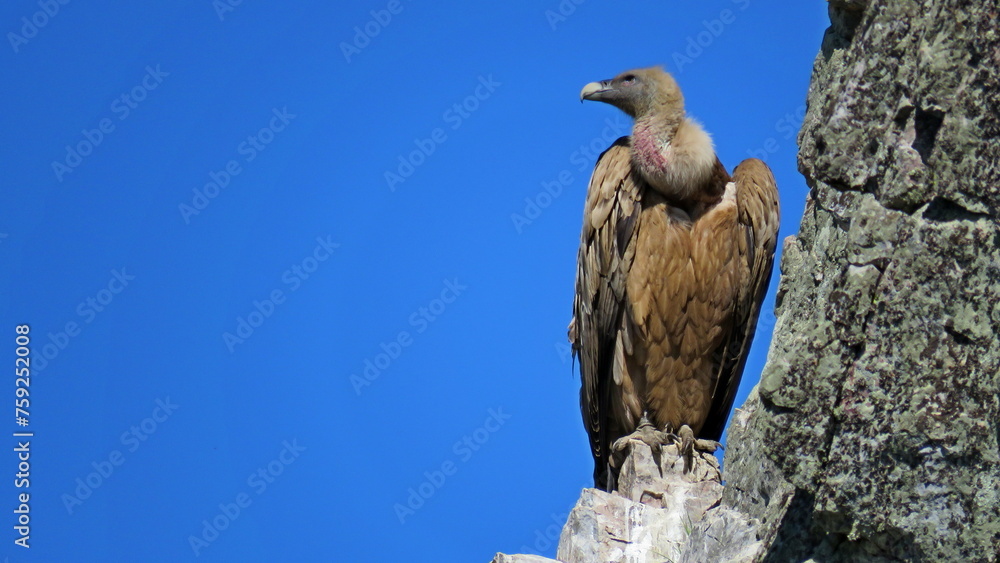 vulture monfrague natural park caceres tourism ecology birds scavenger vulture monfrague natural park caceres tourism ecology birds scavenger