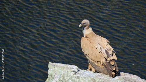 Принти на полотні vulture monfrague natural park caceres tourism ecology birds scavenger