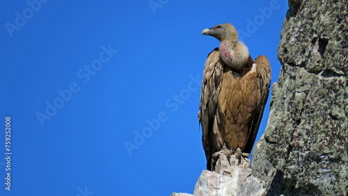 vulture monfrague natural park caceres tourism ecology birds scavenger photo