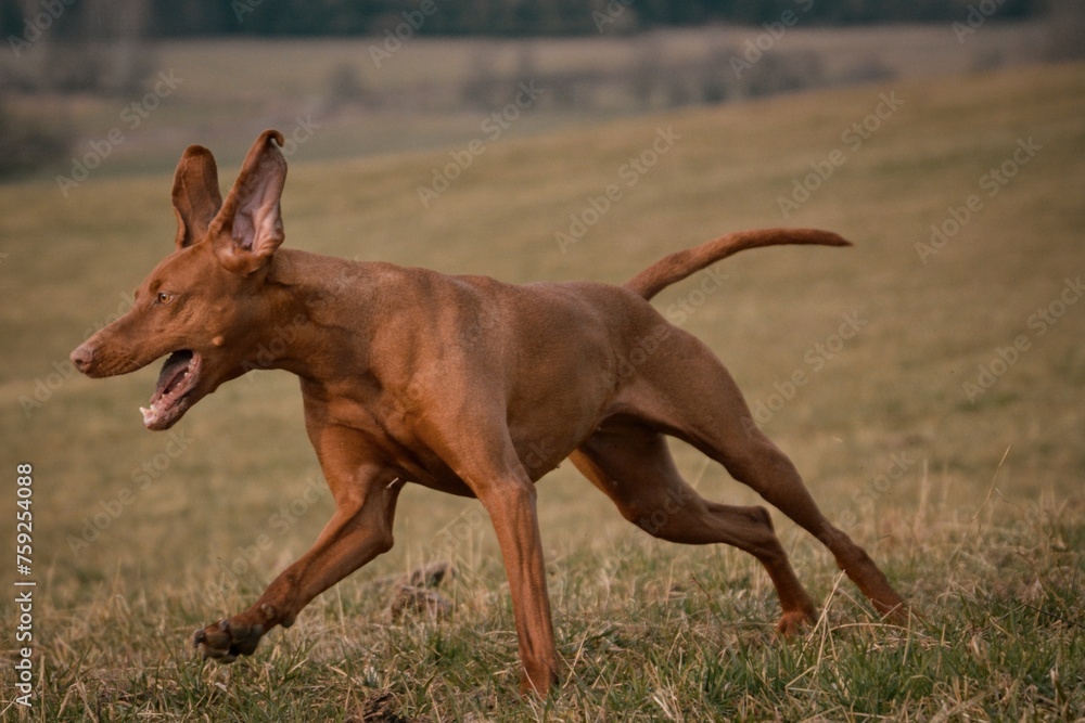 A running dog with flying ears A running dog with flying ears