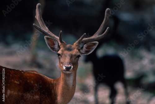 deer in the forest Daino (Dama dama). fallow deer. Monte Limbara, Berchidda, Sardinia, Italia photo