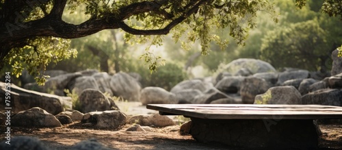 A wooden table is nestled under a tree in a rocky area, surrounded by terrestrial plants and grass, creating a natural landscape with a forest backdrop photo
