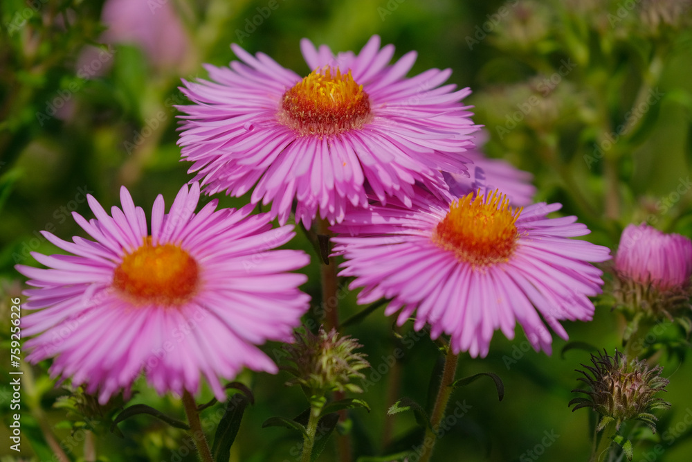 Close up of pink Aster flowers. Flower background Close up of pink Aster flowers. Flower background