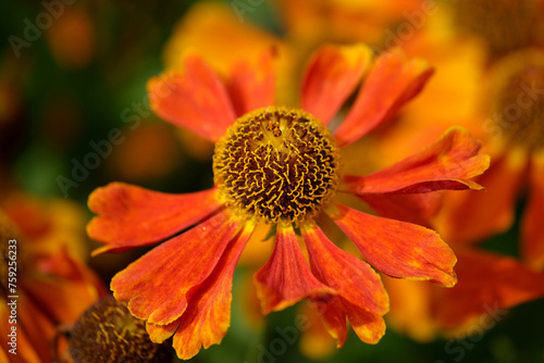  Sneezeweed flower. Close-up of a vibrant orange Helenium.  Orange flower background photo