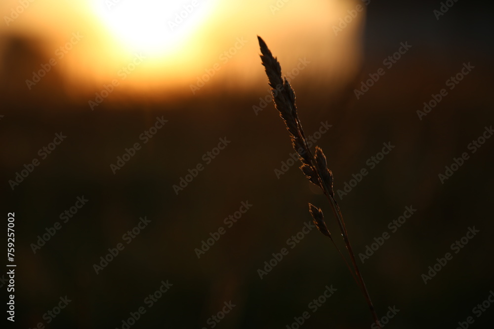 custom made wallpaper toronto digitalsunset in the grass