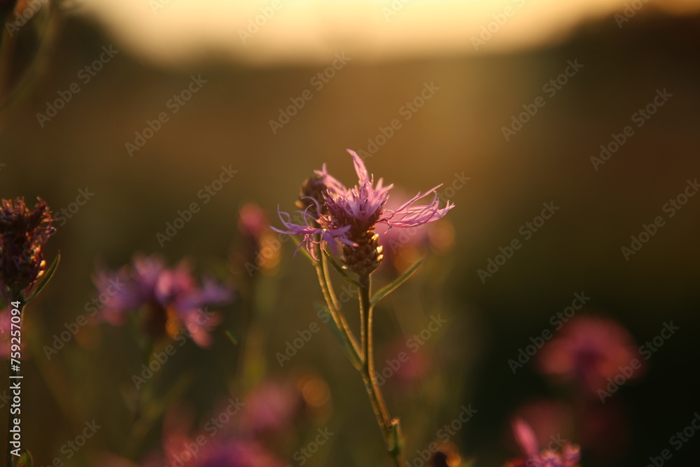 custom made wallpaper toronto digitalflower