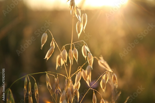 Wallpaper Mural golden wheat field Torontodigital.ca