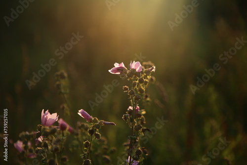 Wallpaper Mural pink cosmos flower Torontodigital.ca