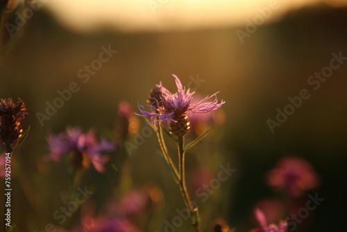 Wallpaper Mural flower Torontodigital.ca