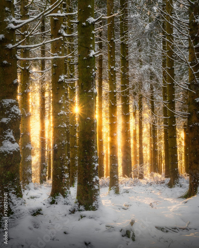 Sun light in the deepness of the snowy forest
