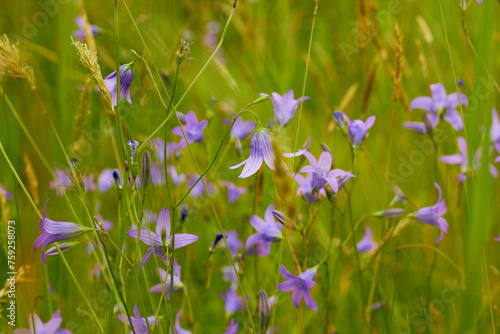 Campanula patula (Takion Blue). Delicate flowers on the field.
