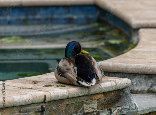 Male mallard ducks near a backyard swimming pool in Los Angeles, Southern California