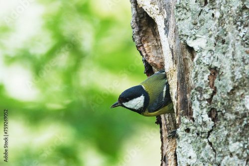 Great tit coming out of a nesting cavity in a tree during breeding season in Estonia, Northern Europe