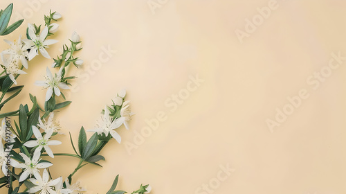 edelweiss flowers on side of pastel colored cream background with copy space