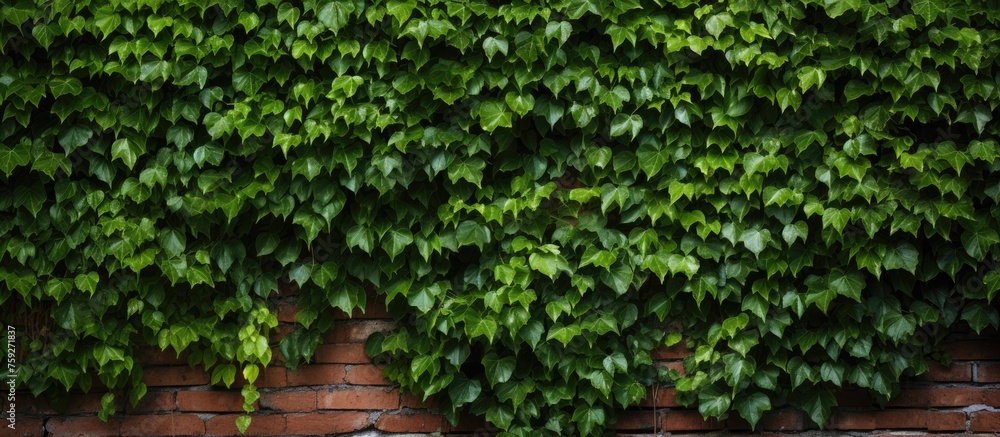 Brick Wall Texture Background with Groundcover Plant