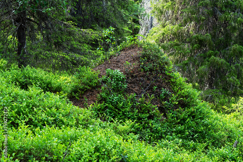 A large pine-needle ant hill in the middle of lush old-growth forest in Valtavaara near Kuusamo, Northern Finland photo