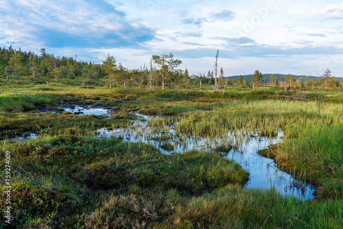 A beautiful wetland with some water on a summer evening in Riisitunturi National Park, Northern Finland