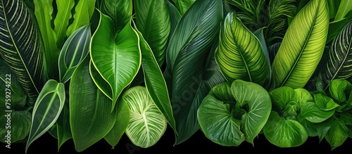 Wallpaper Mural Varieties of plants displaying attractive patterns on their green leaves - Closeup, pattern, background Torontodigital.ca