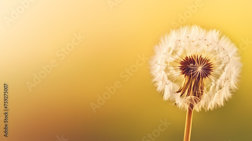 Detailed macro photo of dandelion on background