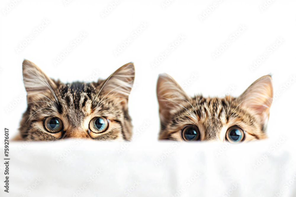 Two curious cats peeking over a white edge