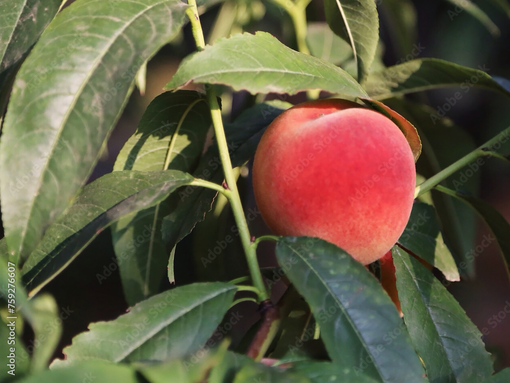peach on tree peach on tree