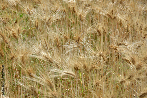 麦畑 © ogurisu