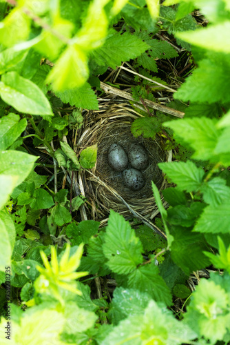 Three Yellowhammer eggs in a nest on the ground during breeding season in Estonia, Northern Europe