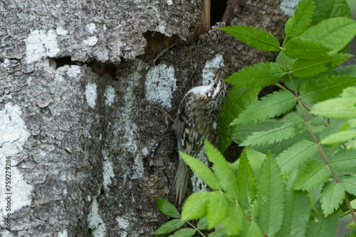 Eurasian treecreeper entering a nest under loose tree bark in a boreal forest in Estonia, Northern Europe	