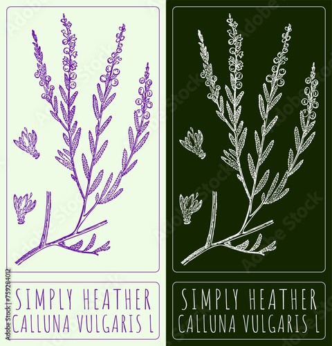 Vector drawing COMMON HEATHER. Hand drawn illustration. The Latin name is CALLUNA VULGARIS L